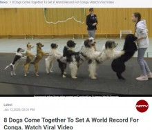 【海外発！Breaking News】12歳少女による犬8頭の“コンガライン”　世界記録を達成した動画が拡散中（独）＜動画あり＞