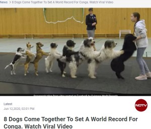 【海外発！Breaking News】12歳少女による犬8頭の“コンガライン”　世界記録を達成した動画が拡散中（独）＜動画あり＞