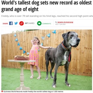 【海外発！Breaking News】世界一背の高い犬、長寿世界一のグレートデーンとして2つ目のギネス記録獲得か（英）