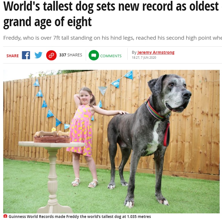 世界一背の高い犬“フレディ”、仲良しの隣人の女の子と（画像は『Mirror　2020年6月7日付「World’s tallest dog sets new record as oldest of his breed at grand age of eight』のスクリーンショット）