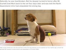 【海外発！Breaking News】右足を骨折した犬、獣医の手違いで左足を切断される（豪）