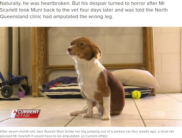 骨折していない左後ろ足を切断された犬（画像は『9now.nine.com.au　2020年5月6日付「One legged man horrified after Queensland vet mistakenly amputates dog's wrong leg」（A Current Affair）』のスクリーンショット）