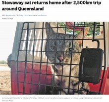 【海外発！Breaking News】引っ越しトラックに乗り込んでしまった猫、2500kmを移動し無事飼い主の元に戻る（豪）＜動画あり＞