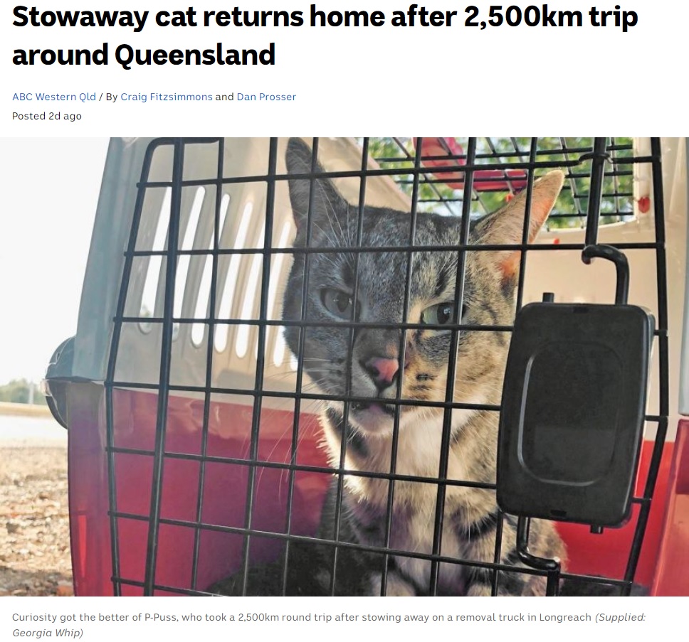 2500kmの大冒険の末、飼い主の元に無事戻った“P・プス”（画像は『ABC News　2020年6月1日付「Stowaway cat returns home after 2,500km trip around Queensland」（Supplied: Georgia Whip）』のスクリーンショット）