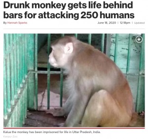 【海外発！Breaking News】250人を襲ったアルコール依存症の猿、一生“独房”で過ごすことに（印）