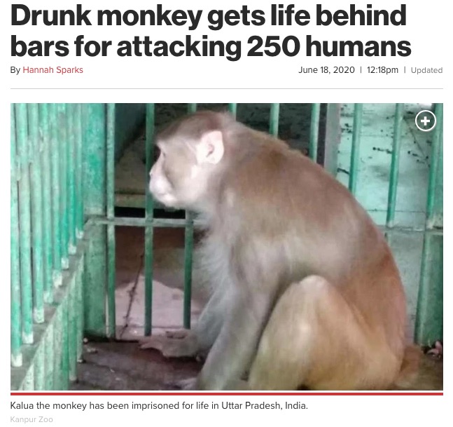 狭い檻で一生を過ごすことになったアルコール依存症の猿（画像は『New York Post　2020年6月18日付「Drunk monkey gets life behind bars for attacking 250 humans」（Kanpur Zoo）』のスクリーンショット）