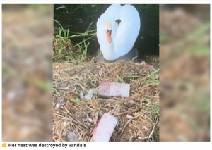 現場には投げつけられたレンガも（画像は『Manchester Evening News　2020年6月20日付「Swan whose nest was smashed up by vandals with bricks ‘dies from a broken heart’」（Image: UGC）』のスクリーンショット）