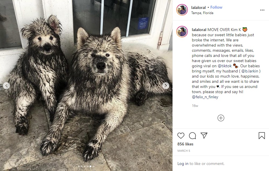 泥にまみれて真っ黒になった犬（画像は『Lora Lala Larkin　2020年3月5日付Instagram「MOVE OVER Kim K」』のスクリーンショット）