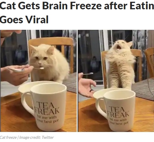 初めてアイスクリームを食べたネコ（画像は『News18.com　2020年6月10日付「Cat Gets Brain Freeze after Eating Ice-cream, Video Goes Viral」（Image credit: Twitter）』のスクリーンショット）