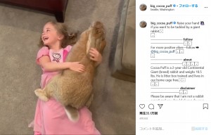 ココ・パフを抱きしめるメイシーちゃん（画像は『Cocoa Puff the Giant Rabbit　2020年4月30付Instagram「Raise your hand if you want to be tackled by a giant rabbit.」』のスクリーンショット）