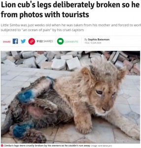 故意に骨折させられたライオン（画像は『Daily Star　2020年6月10日付「Lion cub’s legs deliberately broken so he can’t run away from photos with tourists」（Image: karendallakyan）』のスクリーンショット）