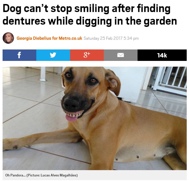 入れ歯をぴったり口にはめた犬（画像は『Metro　2017年2月25日付「Dog can’t stop smiling after finding dentures while digging in the garden」（Picture: Lucas Alves Magalhães）』のスクリーンショット