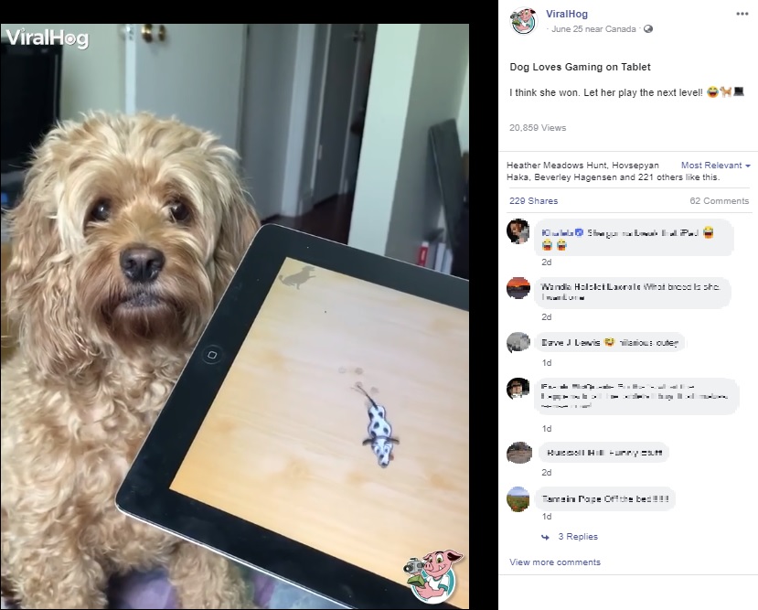 iPadのゲームが大好きな犬（画像は『ViralHog　2020年6月25日付Facebook「Dog Loves Gaming on Tablet」』のスクリーンショット）