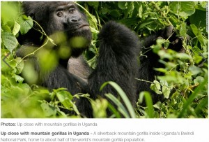 国立公園で人気者だったマウンテンゴリラ“ラフィキ”（画像は『CNN International　2020年6月13日付「Four poachers arrested in connection with the death of rare silverback gorilla Rafiki」』のスクリーンショット）