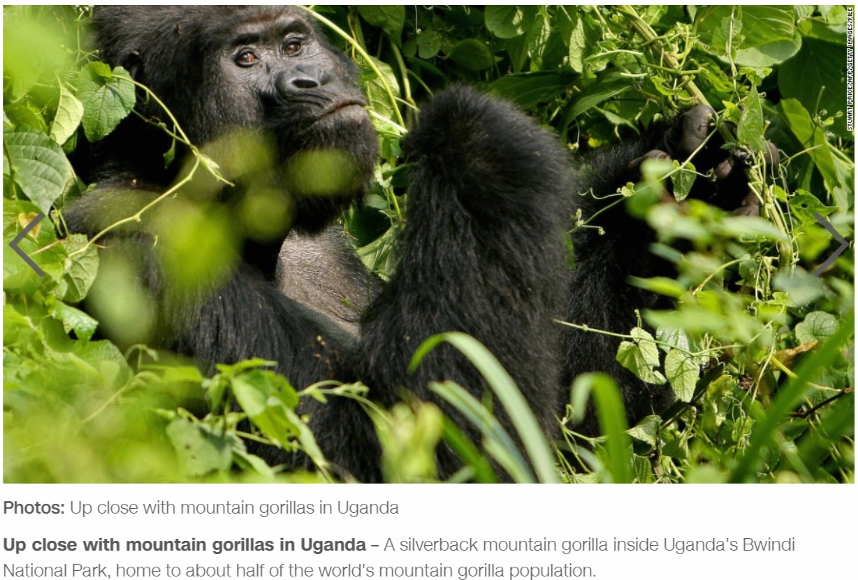 国立公園で人気者だったマウンテンゴリラ“ラフィキ”（画像は『CNN International　2020年6月13日付「Four poachers arrested in connection with the death of rare silverback gorilla Rafiki」』のスクリーンショット）