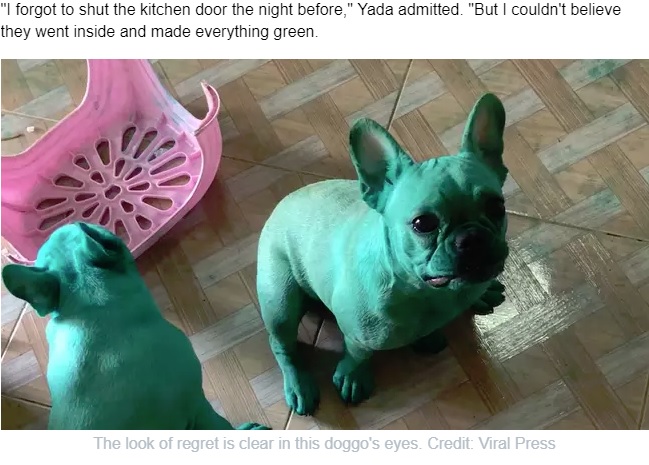イタズラして全身緑色になった犬（画像は『LADbible　2019年7月25日付「Cute Dogs Get Into Kitchen Cupboard And Dye Themselves Green With Food Colouring」（Credit: Viral Press）』のスクリーンショット）
