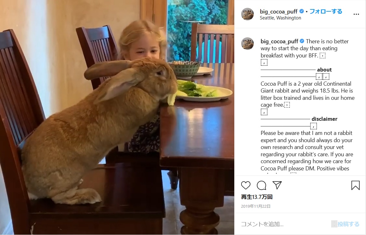 メイシーちゃんとテーブルに並んで座るココ・パフ（画像は『Cocoa Puff the Giant Rabbit　2019年11月22付Instagram「There is no better way to start the day than eating breakfast with your BFF.」』のスクリーンショット）