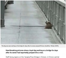 【海外発！Breaking News】飼い主が飛び降り自殺した瞬間を目にした犬、橋の上で帰りを待ち続ける（中国）
