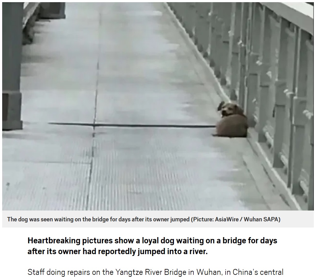 自殺した飼い主の帰りを信じて待つ犬（画像は『Metro　2020年6月9日付「Grieving dog waits on bridge for owner after they jumped into river」（Picture: AsiaWire / Wuhan SAPA）』のスクリーンショット）