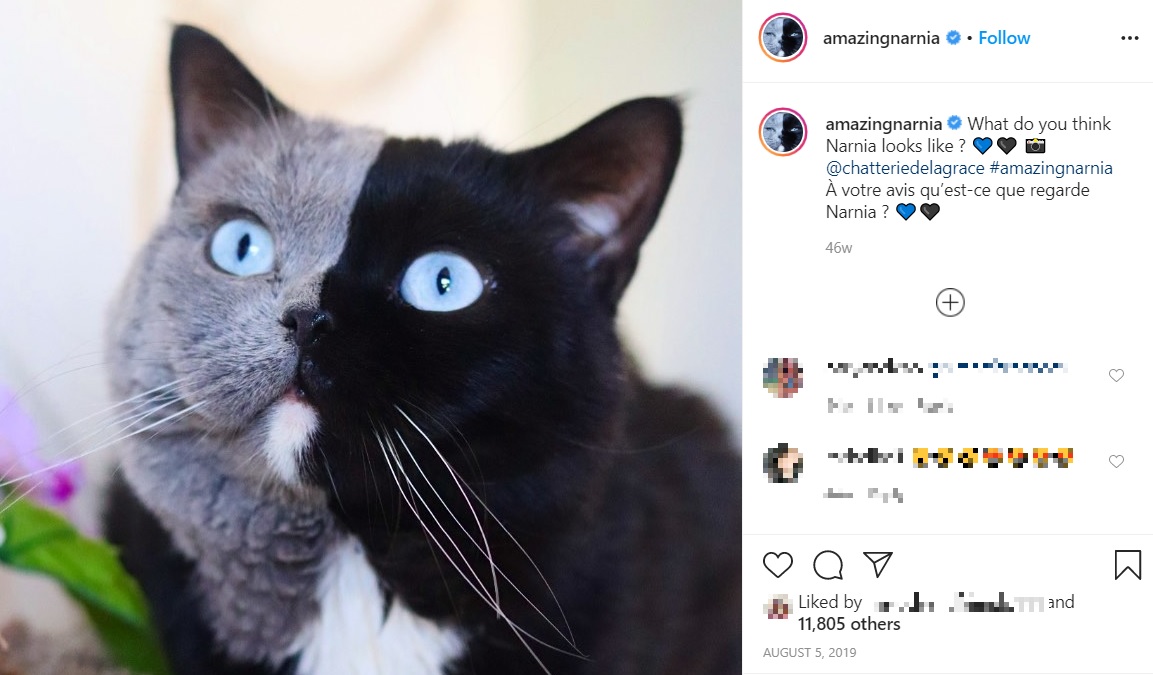 2トーンカラーに青い瞳の珍しいネコ（画像は『AMAZING NARNIA Double Face　2019年8月5日付Instagram「What do you think Narnia looks like ?」』のスクリーンショット）