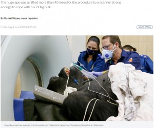 CTスキャンを受けるマココウ（画像は『Sky News　2020年6月8日付「33-stone gorilla is given CT scan （with help of five lifters）」』のスクリーンショット）