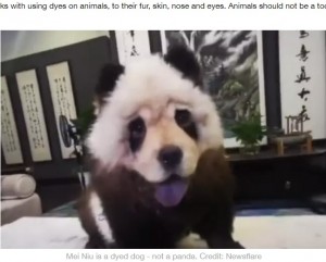 飼い主によってパンダ風に染められた犬（画像は『LADbible　2020年6月8日付「‘Panda’ Spotted On Leash In China Turns Out To Be A Dog」（Credit: Newsflare）』のスクリーンショット）