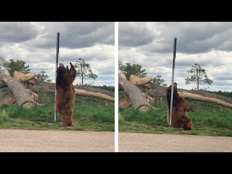 クマがポールダンス!?（画像は『Caters Clips　2020年6月5日公開 YouTube「Bear Caught Dancing On Pole」』のサムネイル）