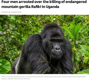 【海外発！Breaking News】国立公園で人気者のマウンテンゴリラが殺害　密猟者4人を逮捕（ウガンダ）