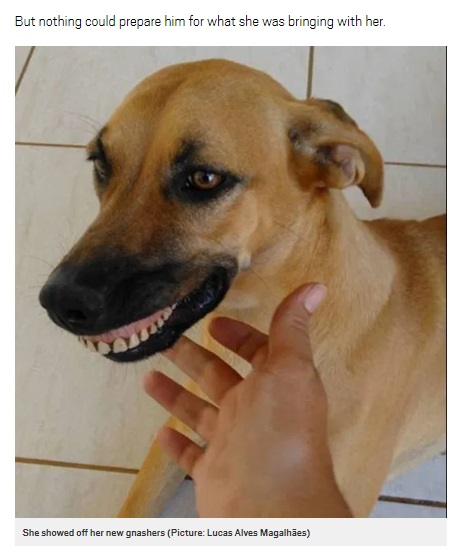 庭から戻ったら入れ歯をぴったり口にはめていた犬（画像は『Metro　2017年2月25日付「Dog can’t stop smiling after finding dentures while digging in the garden」（Picture: Lucas Alves Magalhães）』のスクリーンショット