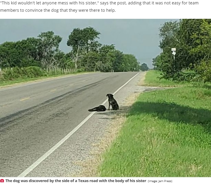 道路脇できょうだいの亡骸に寄り添う犬（画像は『Daily Star　2020年6月2日付「Loyal dog refuses to leave sister’s body after she dies on side of road」（Image: Jam Press）』のスクリーンショット）