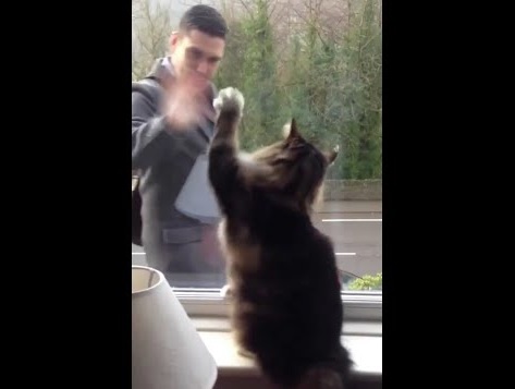 出勤する飼い主に毎朝“バイバイ”するネコ（画像は『DeadlinenewsTV　2020年6月9日公開 YouTube「Adorable video shows cat waving to owner through window as he arrives home from work」』のサムネイル）