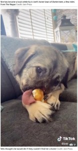 器用におやつを持つモアカ（画像は『The Sun　2020年7月8日付「‘SHE’S SO LOVED’ Stray dog who lost her nose after being hit by train as a puppy gets new home」（Credit: Jam Press）』のスクリーンショット）