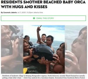 【海外発！Breaking News】弱っているシャチの赤ちゃんに自撮りやキス　海水浴客に「なんて愚か」非難の声（インドネシア）＜動画あり＞