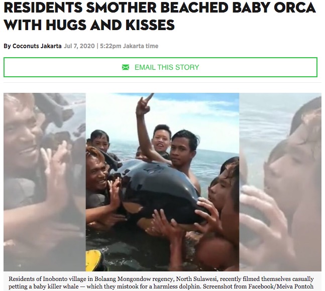 シャチの赤ちゃんに群がる人々（画像は『Coconuts Jakarta　2020年7月7日付「A Whale Lotta Love: North Sulawesi residents smother beached baby orca with hugs and kisses」（Facebook/Meiva Pontoh）』のスクリーンショット）
