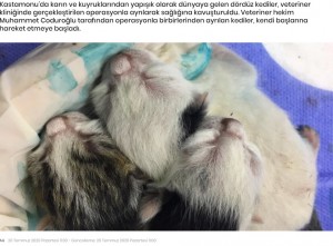 【海外発！Breaking News】身体が結合した四つ子のネコ　分離手術が成功（トルコ）