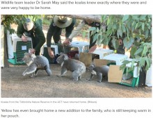 【海外発！Breaking News】豪の森林火災を経て5匹のコアラが半年ぶりに住処に　お腹には新しい命も