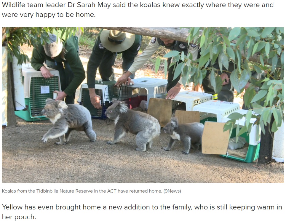 半年ぶりに保護区に帰ってきたコアラたち（画像は『9News　2020年7月9日付「Koalas return home after devastating summer bushfires」（9News）』のスクリーンショット）