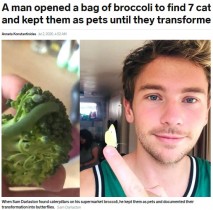 【海外発！Breaking News】スーパーで購入したブロッコリーに青虫を見つけた男性、7匹すべて蝶に育てる（英）