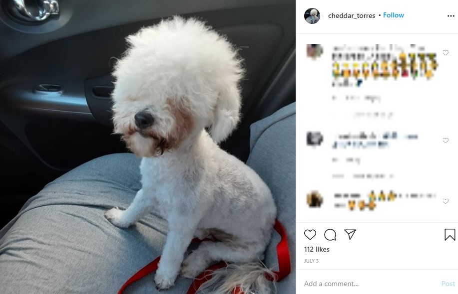 カットが中断してアルパカのような姿になってしまった犬（画像は『Cheddar Torres　2020年7月3日付Instagram』のスクリーンショット）