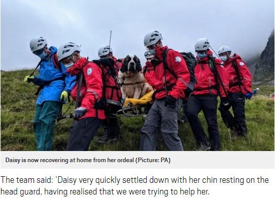 16人のボランティア救助隊は5時間かけてデイジーを運ぶ（画像は『Metro　2020年7月26日付「St Bernard dog rescued from England’s highest peak」（Picture: PA）』のスクリーンショット）