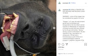 口の中にチューブが挿入されたシャンゴ（画像は『Zoo Miami　2020年7月11日付Instagram「GORILLA TREATED FOR BITE WOUNDS AND RECEIVES COVID-19 TESTS⠀」（Photo Credit: ＠ronmagillconservation）』のスクリーンショット）