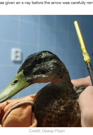 3か月ぶりに矢が抜かれたカモ（画像は『LADbible　2020年7月15日付「Duck Rescued Three Months After It Was Shot Through The Head With Arrow」（Credit: Desop Plzen）』のスクリーンショット）