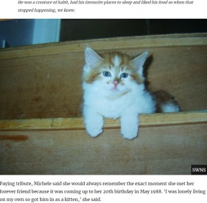 小さかった頃のラッブル（画像は『UNILAD　2020年7月3日付「‘World’s Oldest Cat’ Rubble, Who’d Be 150 In Human Years, Dies Aged 31」（SWNS）』のスクリーンショット）
