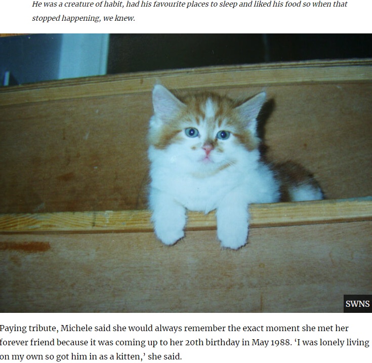 小さかった頃のラッブル（画像は『UNILAD　2020年7月3日付「‘World’s Oldest Cat’ Rubble, Who’d Be 150 In Human Years, Dies Aged 31」（SWNS）』のスクリーンショット）