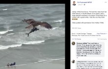 【海外発！Breaking News】ビーチ上空を飛ぶ鳥、鉤爪で掴んでいるのはサメ？（米）＜動画あり＞