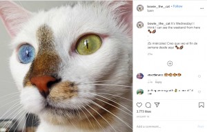 【海外発！Breaking News】青と緑の美しい瞳を持つオッドアイの猫「ボウイ」名前はあの世界的アーティストから（スペイン）
