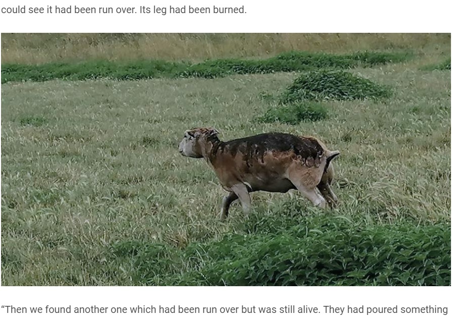背中を焼かれてしまった羊（画像は『Farmers Weekly　2020年7月21日付「Farmer distraught after sheep burned in ‘horrific’ attack」』のスクリーンショット）