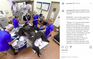 検査を受ける196キロ超のシャンゴ（画像は『Zoo Miami　2020年7月11日付Instagram「GORILLA TREATED FOR BITE WOUNDS AND RECEIVES COVID-19 TESTS⠀」（Photo Credit: ＠ronmagillconservation）』のスクリーンショット）