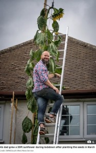 ヒマワリの世話をするダグラスさん（画像は『The Sun　2020年7月29日付「PLANT HIGHER Boy, 4, who asked for sunflower ‘as tall as the house’ stunned when dad grew 20ft one that towers over the roof」（Credit: SWNS:South West News Service）』のスクリーンショット）
