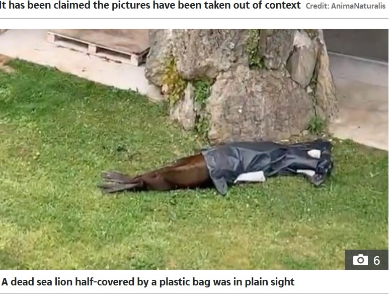 黒いビニールが被せられ放置されているアシカ（画像は『The Sun　2020年6月29日付「‘LETTING ITSELF DIE’ Pictures of neglected seal with seaweed growing all over its fur at ‘cruel’ zoo in Spain spark outrage」（Credit: AnimaNaturalis）』のスクリーンショット）